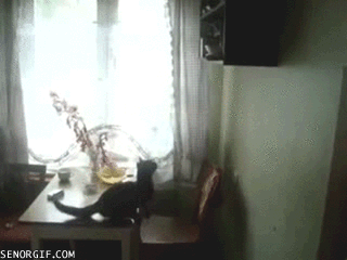 Acid Gifdump, November 26 (25 gifs)