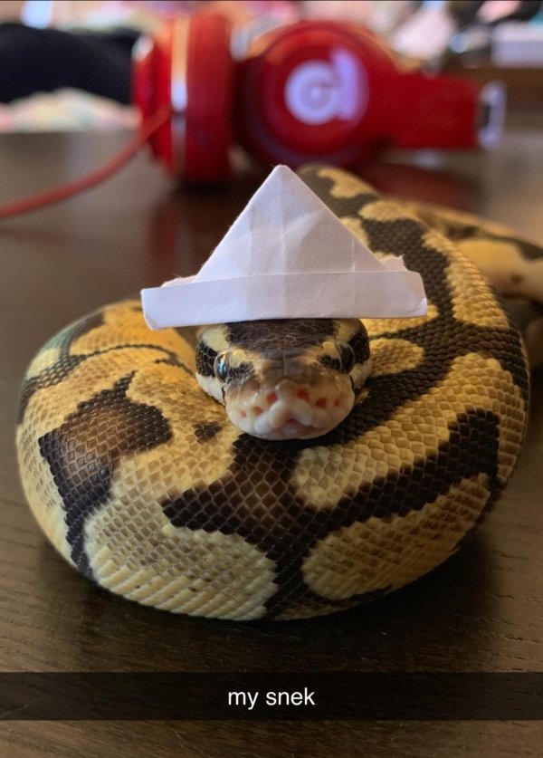 Snakes In Hats (28 pics)