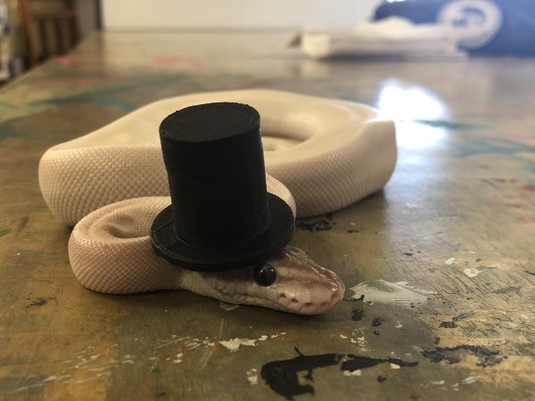Snakes In Hats (28 pics)