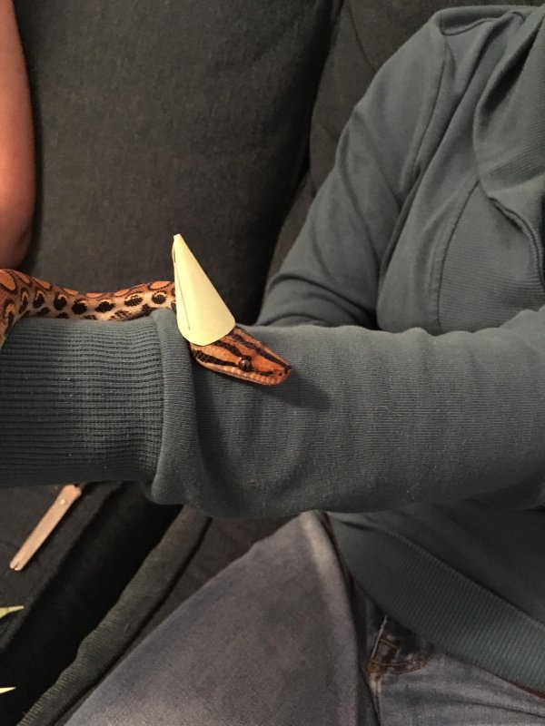 Snakes In Hats (28 pics)