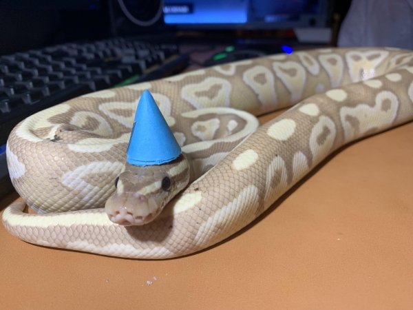 Snakes In Hats (28 pics)