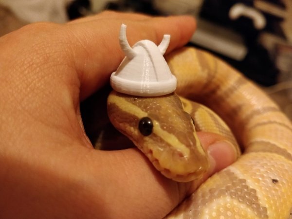 Snakes In Hats (28 pics)