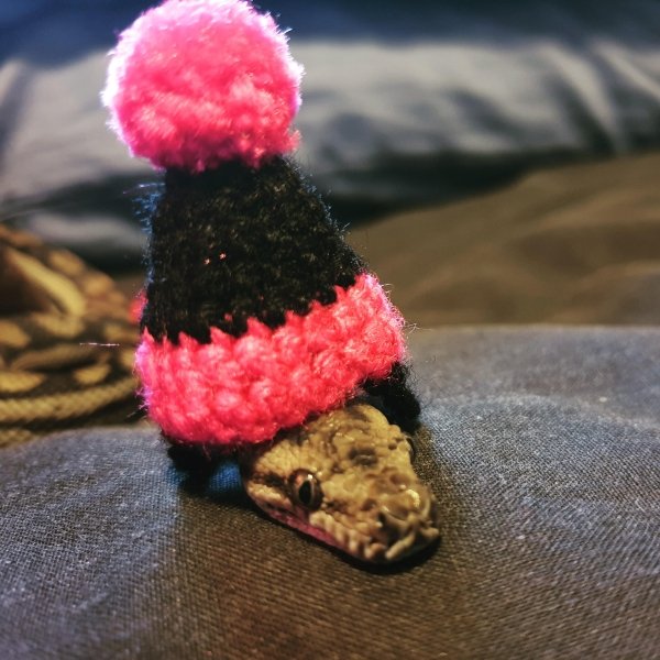 Snakes In Hats (28 pics)