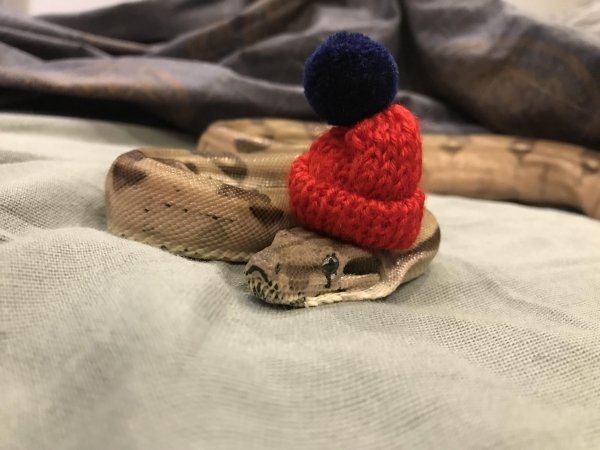 Snakes In Hats (28 pics)