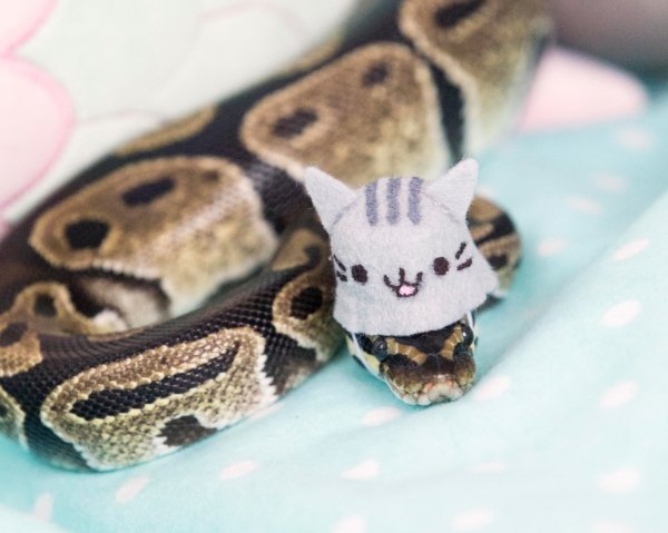 Snakes In Hats (28 pics)