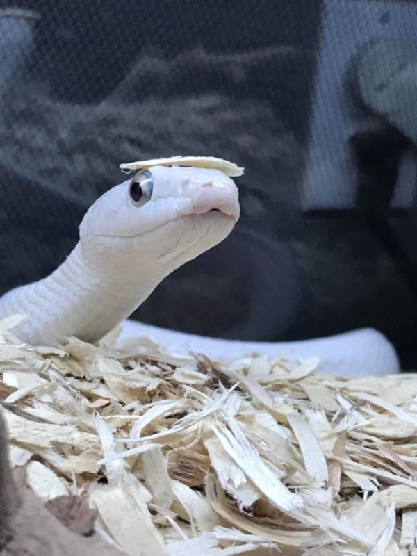 Snakes In Hats (28 pics)