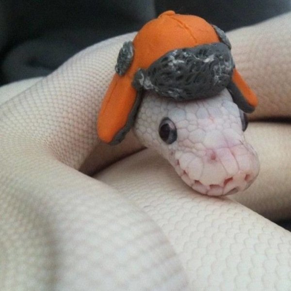 Snakes In Hats (28 pics)