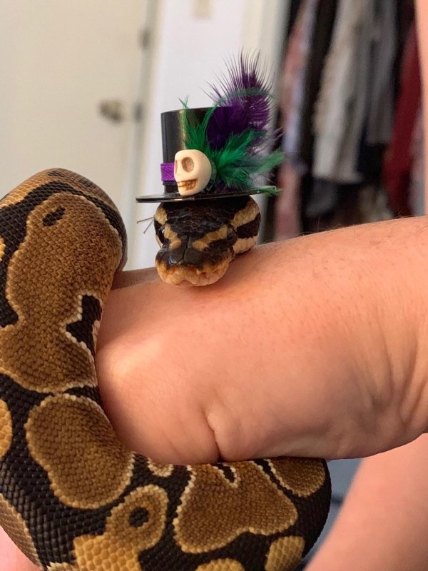 Snakes In Hats (28 pics)