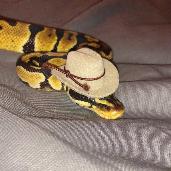 Snakes In Hats (28 pics)