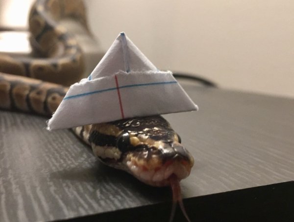 Snakes In Hats (28 pics)