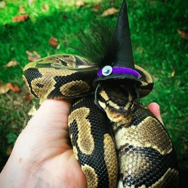 Snakes In Hats (28 pics)