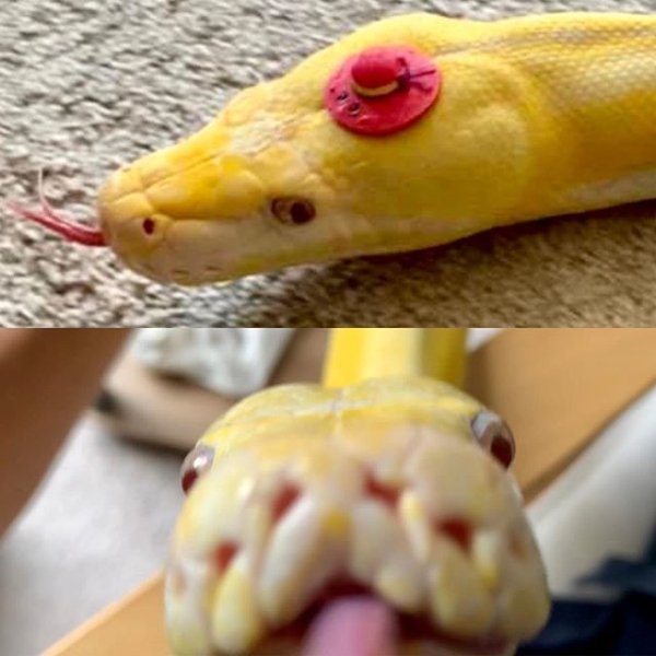 Snakes In Hats (28 pics)