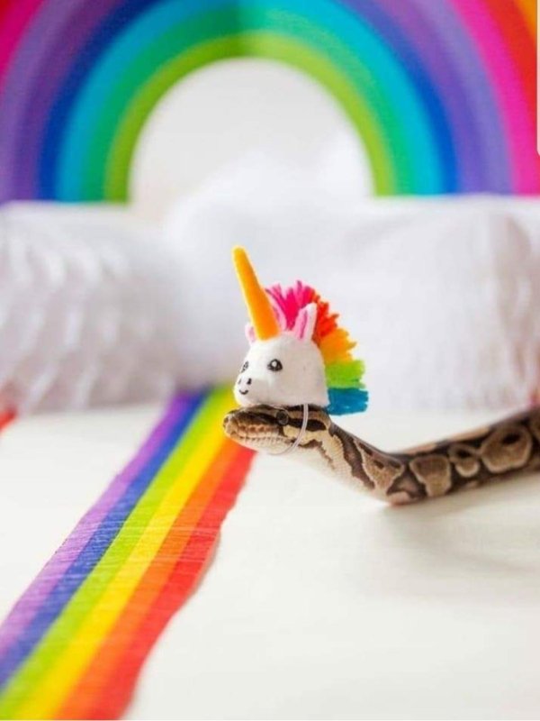 Snakes In Hats (28 pics)