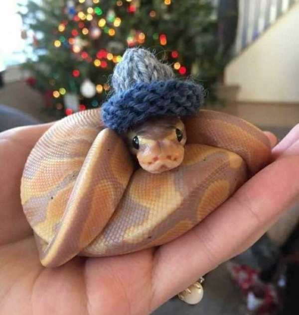 Snakes In Hats (28 pics)