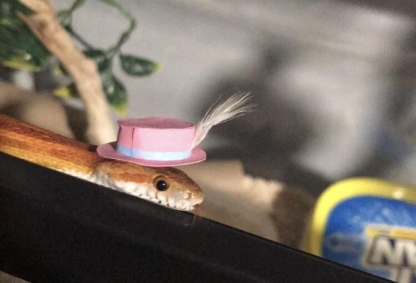 Snakes In Hats (28 pics)