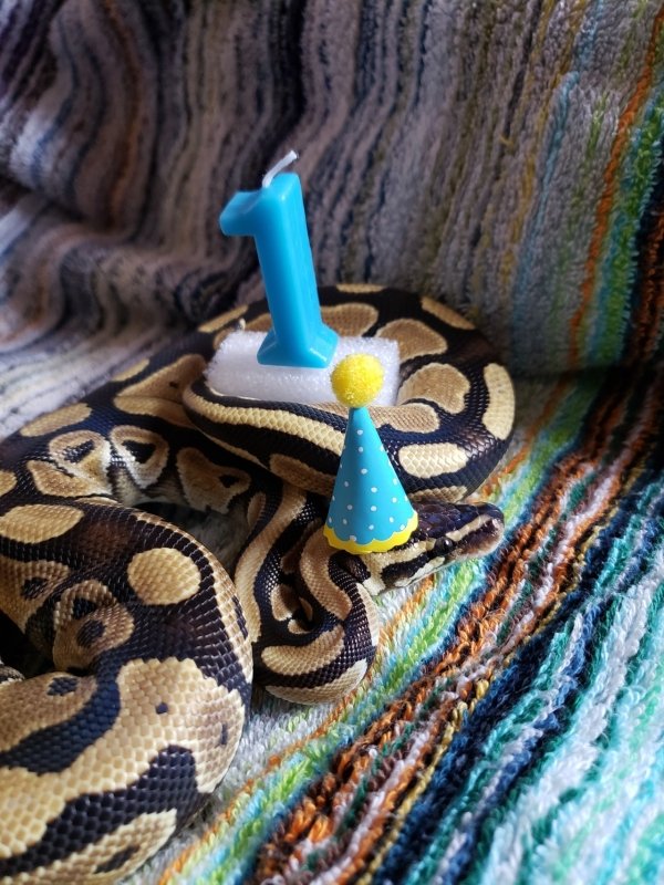 Snakes In Hats (28 pics)