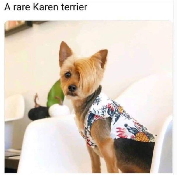 Karen & Manager Memes (33 pics)