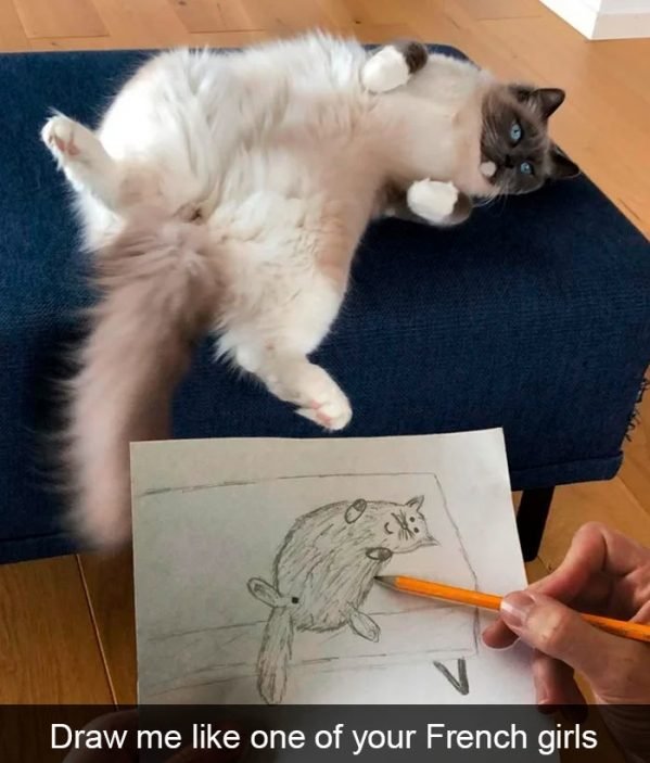 When You Have A Cat (32 pics)