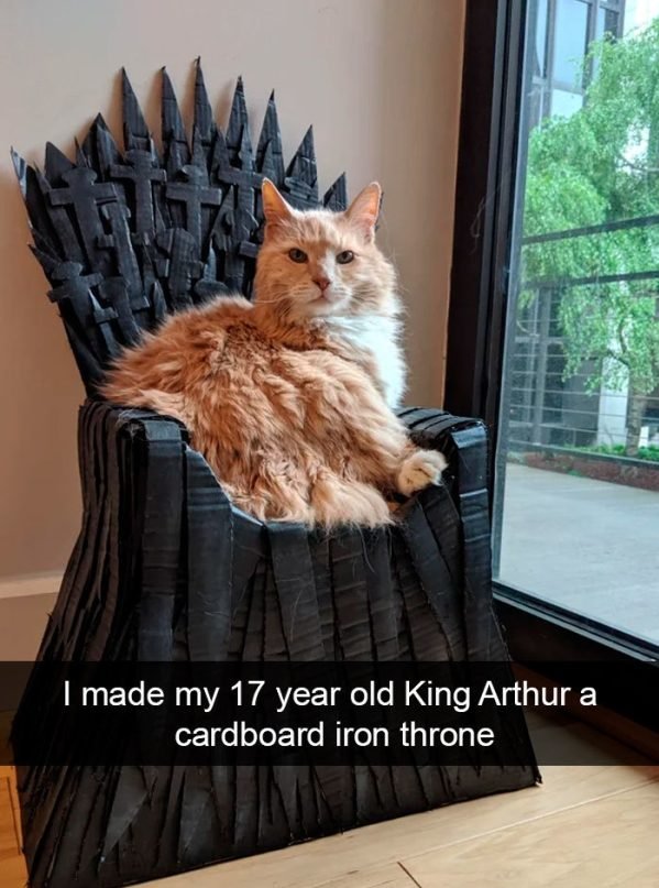When You Have A Cat (32 pics)