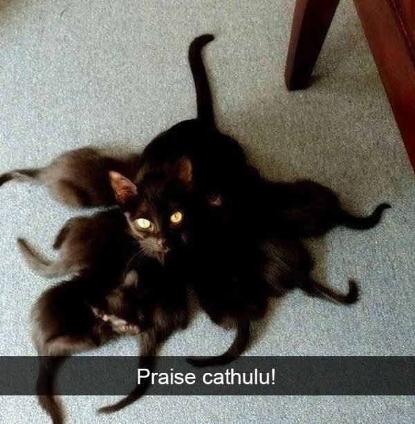When You Have A Cat (32 pics)