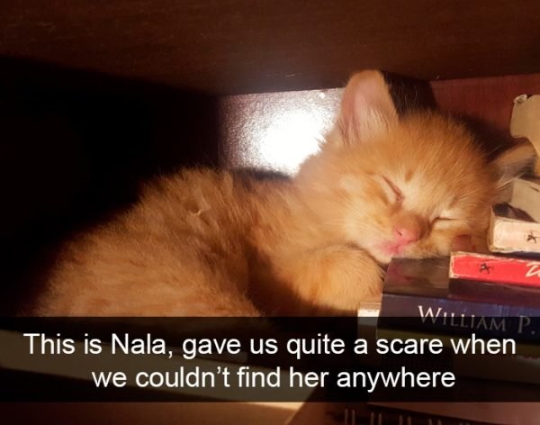 When You Have A Cat (32 pics)