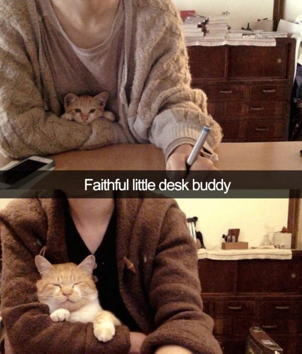 When You Have A Cat (32 pics)