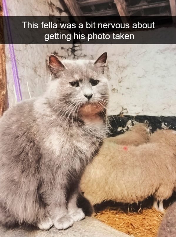 When You Have A Cat (32 pics)