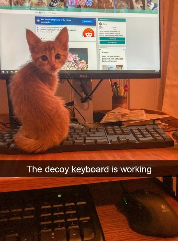 When You Have A Cat (32 pics)