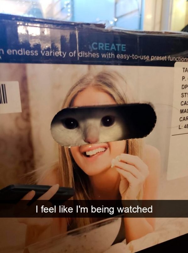 When You Have A Cat (32 pics)