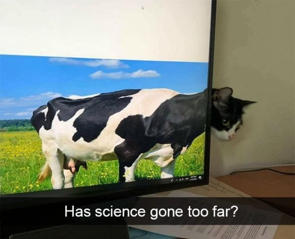 When You Have A Cat (32 pics)