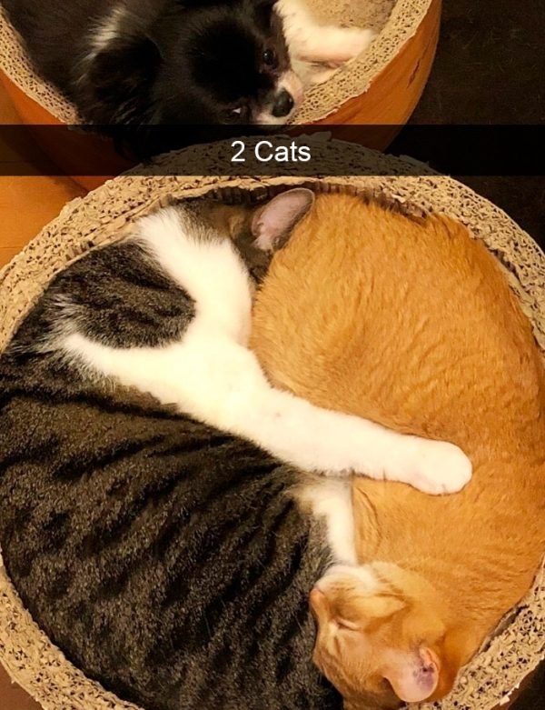 When You Have A Cat (32 pics)