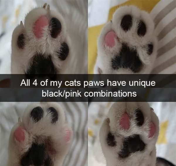 When You Have A Cat (32 pics)