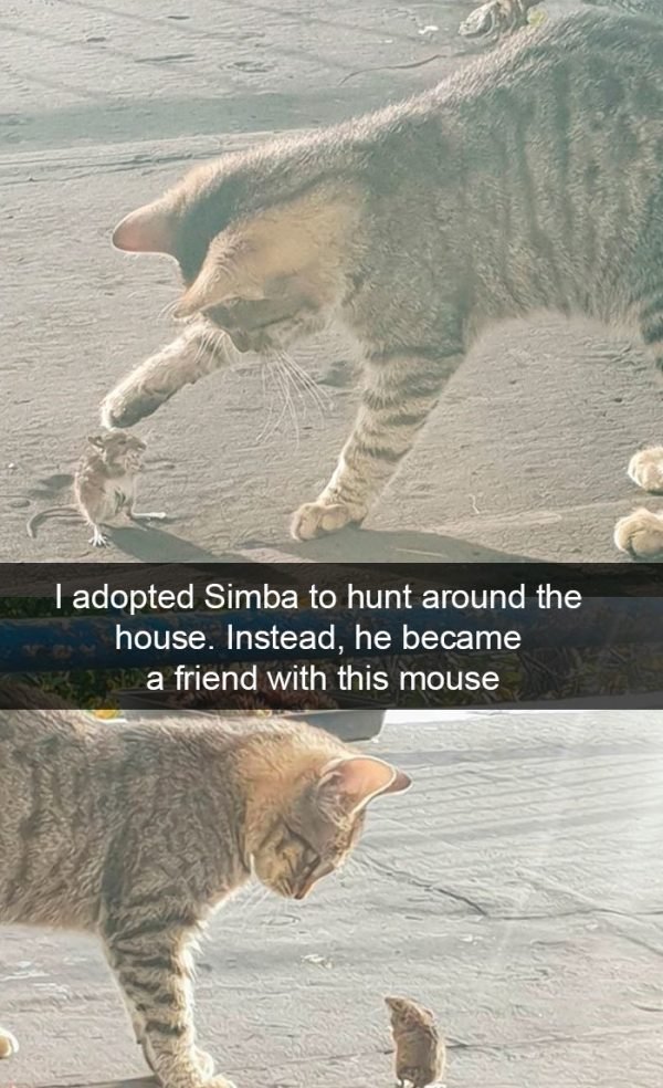 When You Have A Cat (32 pics)