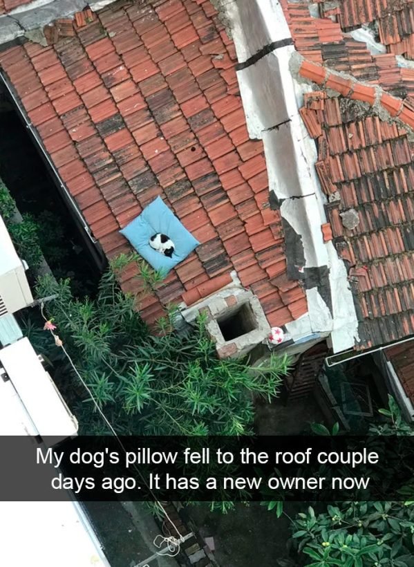 When You Have A Cat (32 pics)