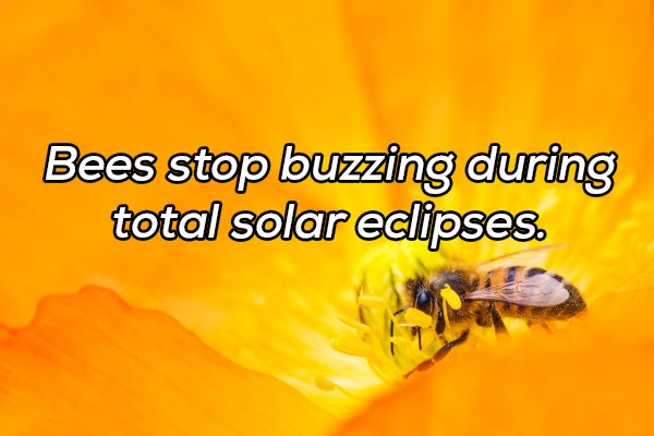 Interesting Facts (20 pics)