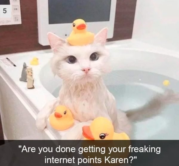 When You Have A Cat (32 pics)