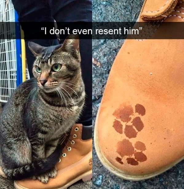 When You Have A Cat (32 pics)