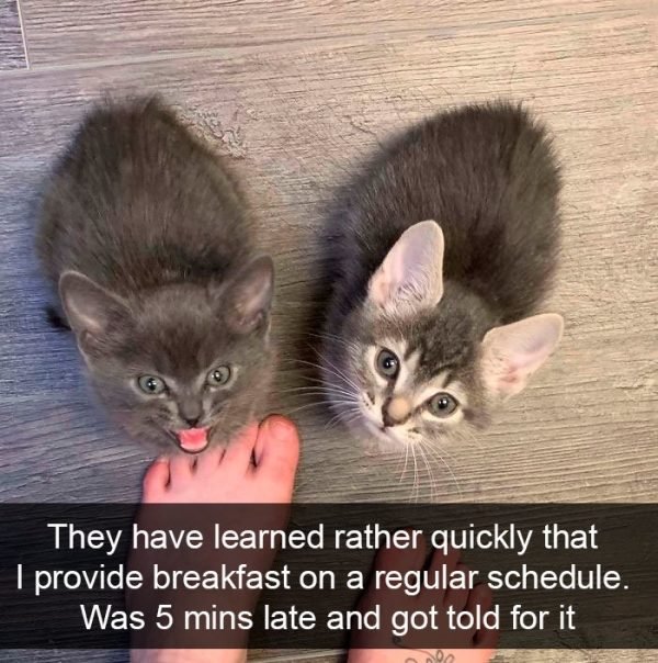 When You Have A Cat (32 pics)