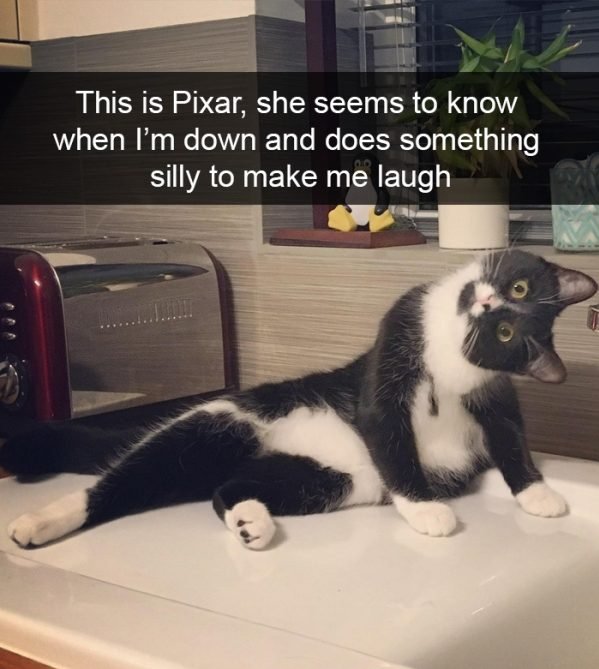 When You Have A Cat (32 pics)