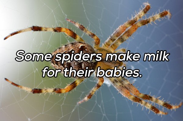 Interesting Facts (20 pics)