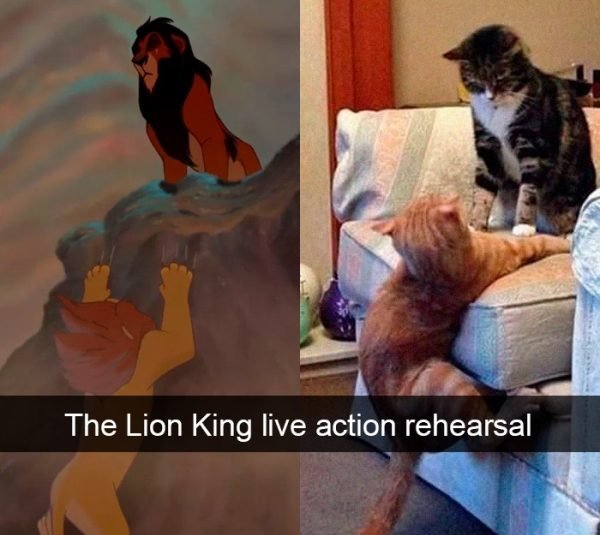 When You Have A Cat (32 pics)