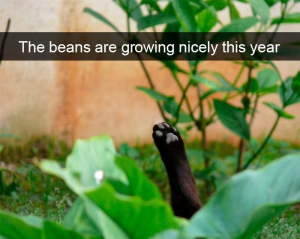 When You Have A Cat (32 pics)