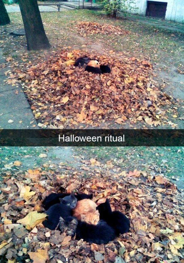 When You Have A Cat (32 pics)
