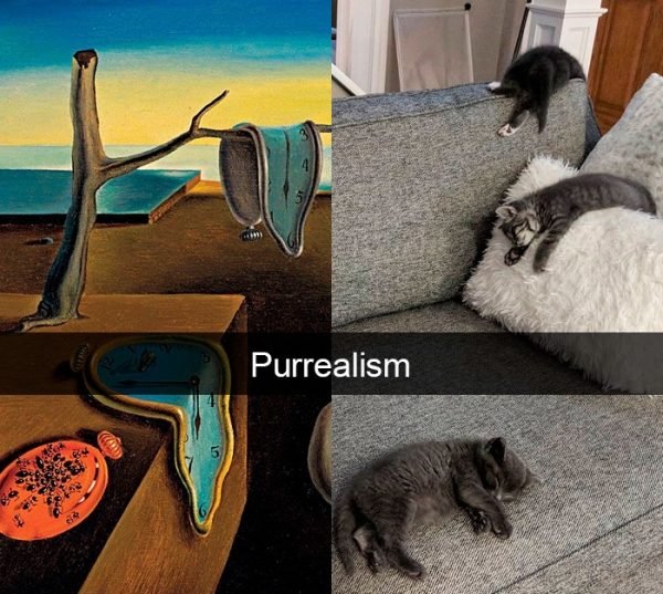 When You Have A Cat (32 pics)