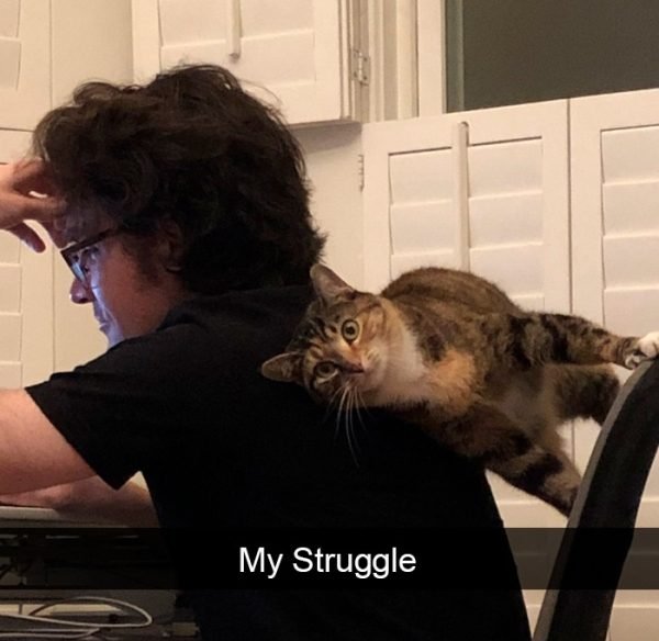 When You Have A Cat (32 pics)