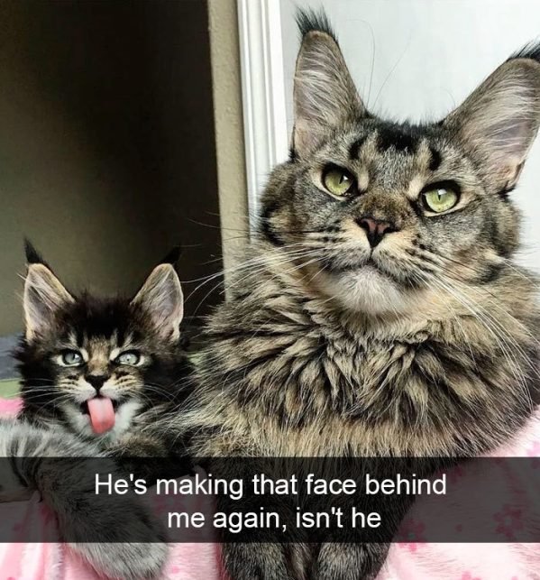 When You Have A Cat (32 pics)