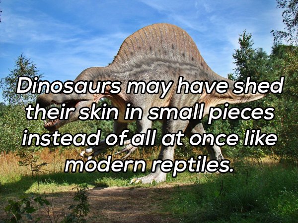 Interesting Facts (20 pics)
