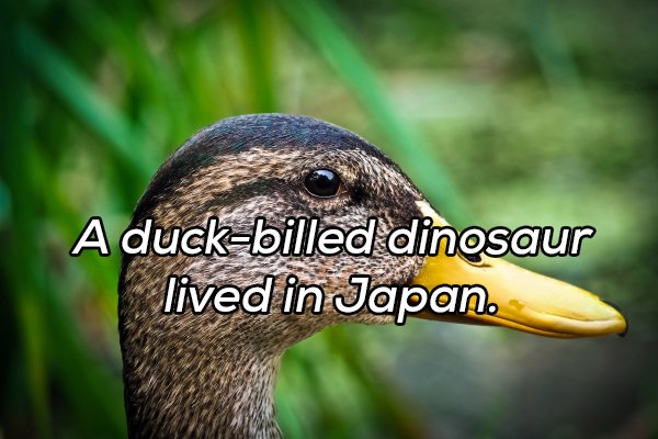 Interesting Facts (20 pics)