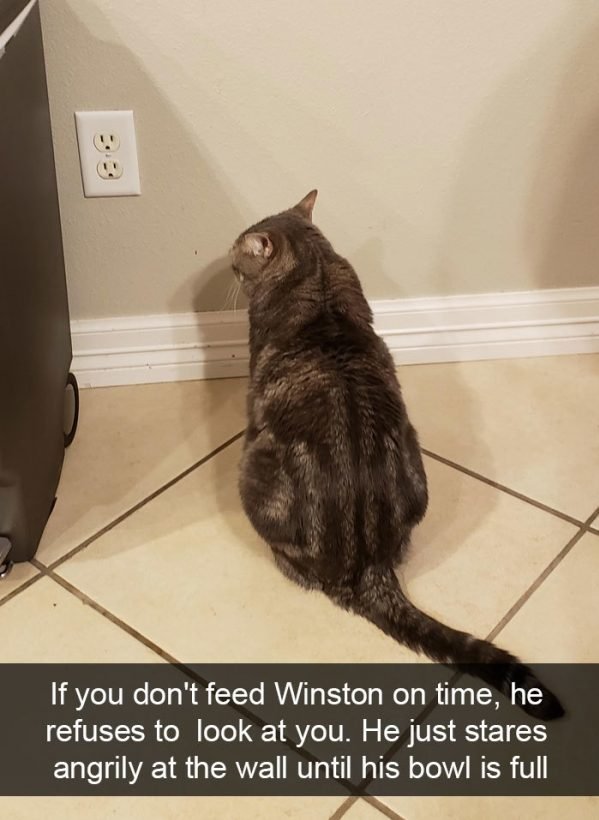 When You Have A Cat (32 pics)