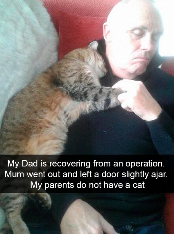 When You Have A Cat (32 pics)